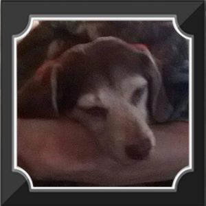 Meet your Posher, Brenda